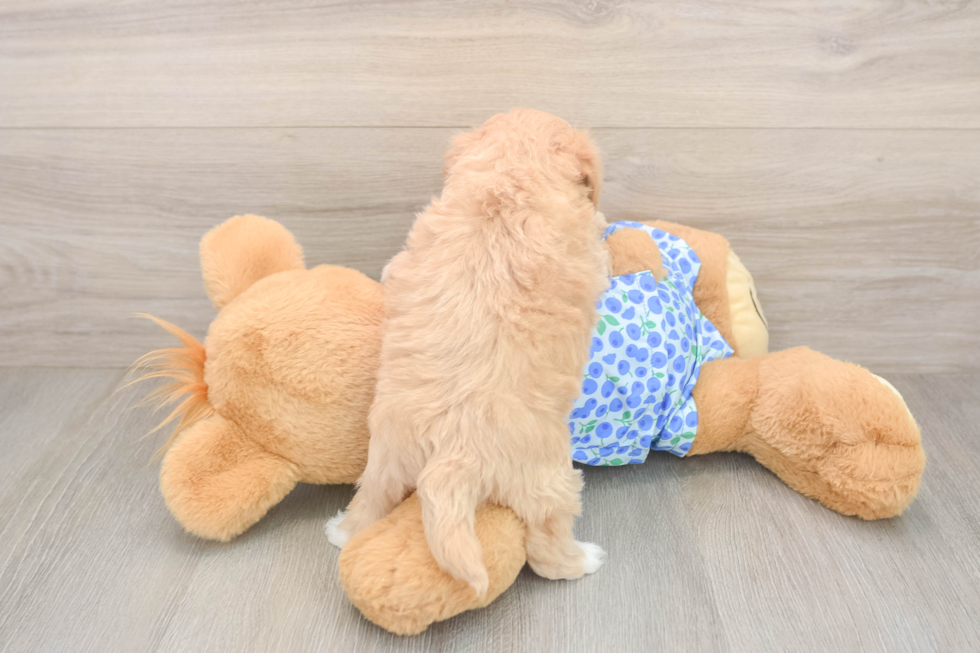 Maltipoo Pup Being Cute