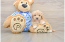 Little Malt a Poo Poodle Mix Puppy