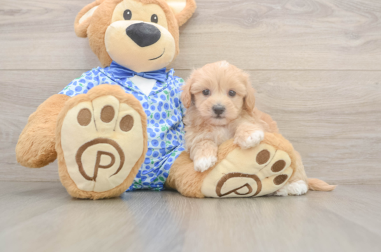 Little Malt a Poo Poodle Mix Puppy