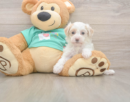 8 week old Maltipoo Puppy For Sale - Pilesgrove Pups