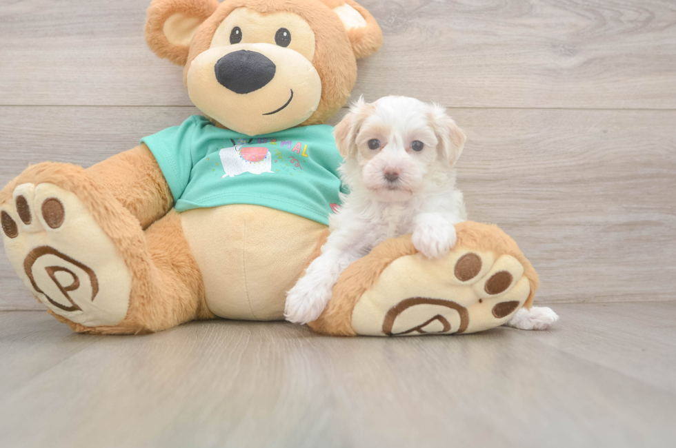 5 week old Maltipoo Puppy For Sale - Pilesgrove Pups