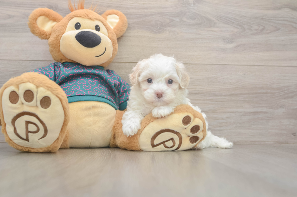 5 week old Maltipoo Puppy For Sale - Pilesgrove Pups