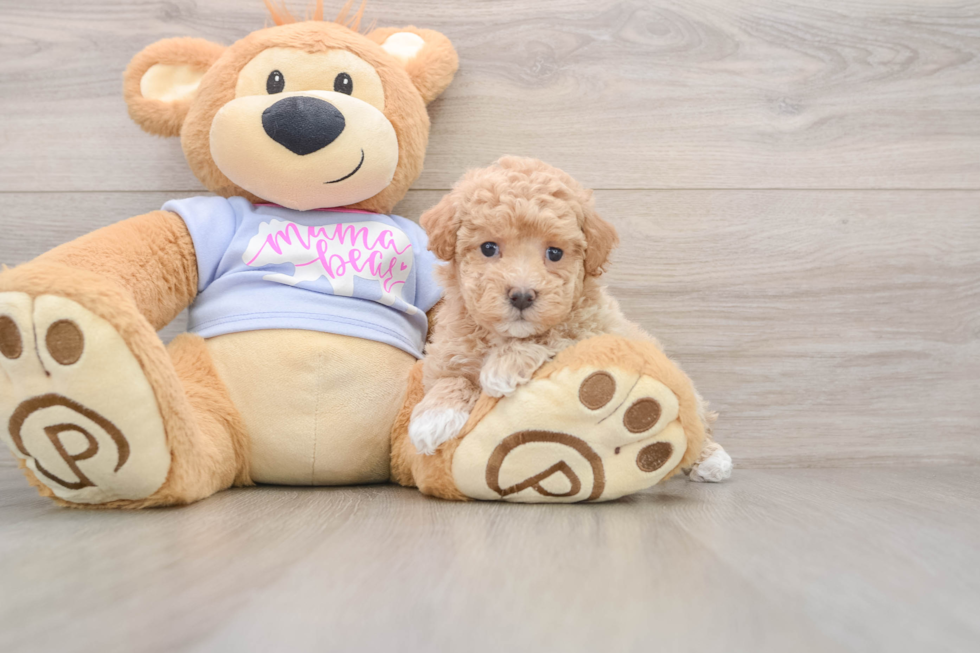 Maltipoo Puppy for Adoption