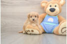 Maltipoo Puppy for Adoption