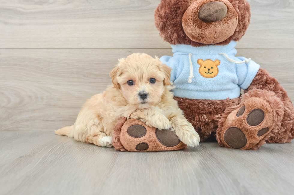 7 week old Maltipoo Puppy For Sale - Pilesgrove Pups