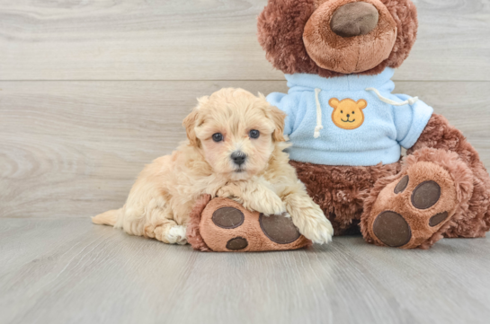 Maltipoo Puppy for Adoption