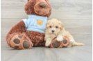 Maltipoo Puppy for Adoption