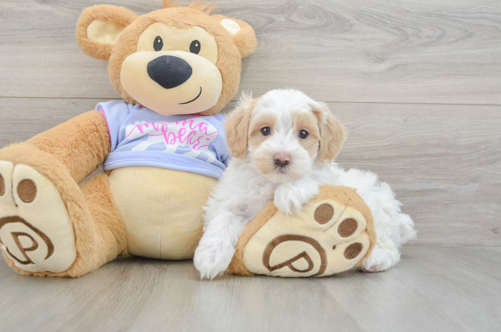 5 week old Maltipoo Puppy For Sale - Pilesgrove Pups