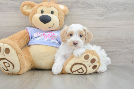 Maltipoo Pup Being Cute