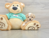 8 week old Maltipoo Puppy For Sale - Pilesgrove Pups