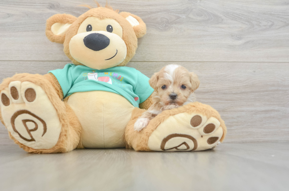 9 week old Maltipoo Puppy For Sale - Pilesgrove Pups