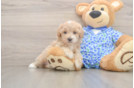 Popular Maltipoo Poodle Mix Pup