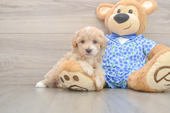 Popular Maltipoo Poodle Mix Pup