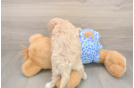 Friendly Maltipoo Baby