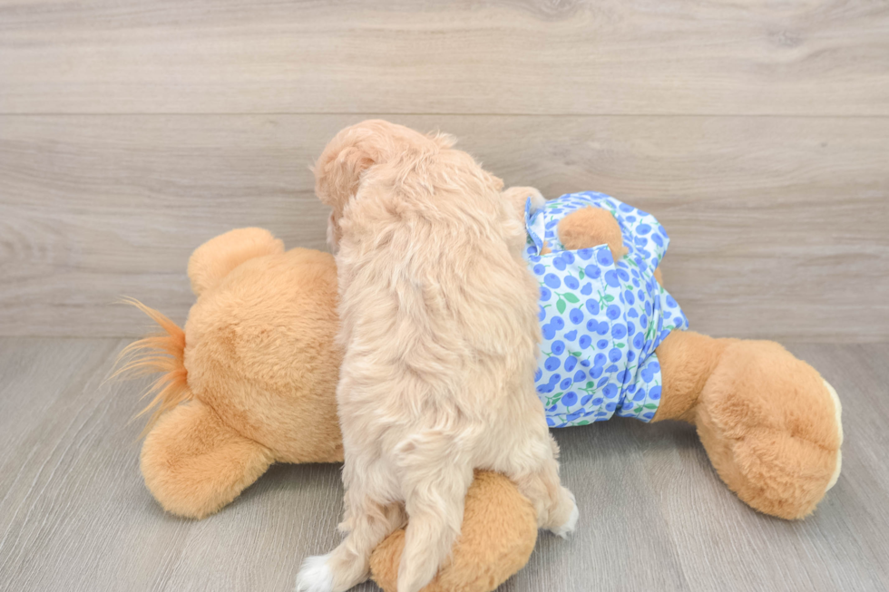 Friendly Maltipoo Baby