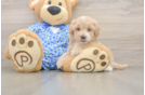 Maltipoo Pup Being Cute