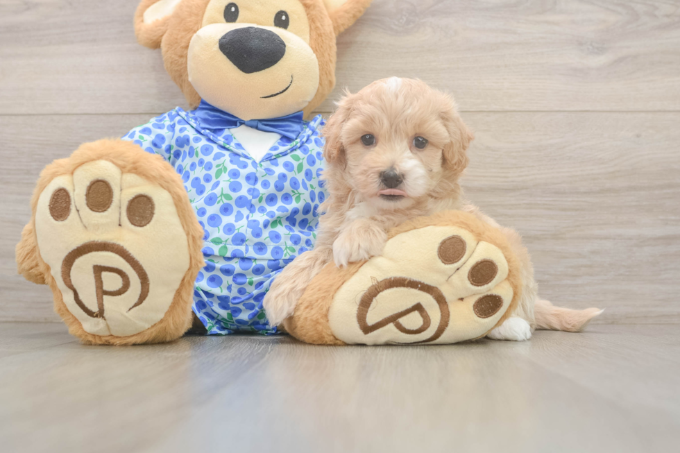 Maltipoo Pup Being Cute