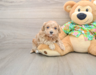 8 week old Maltipoo Puppy For Sale - Pilesgrove Pups