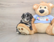 8 week old Maltipoo Puppy For Sale - Pilesgrove Pups
