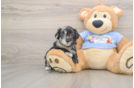 Best Maltipoo Baby