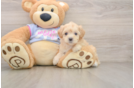 Best Maltipoo Baby