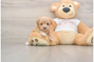 Sweet Maltipoo Baby