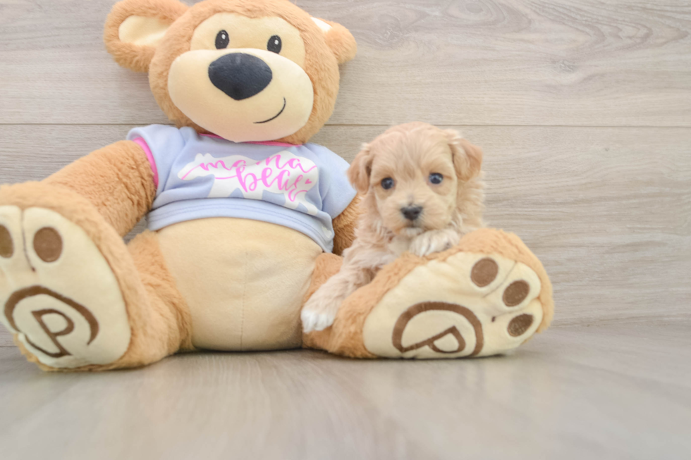 Energetic Maltepoo Poodle Mix Puppy