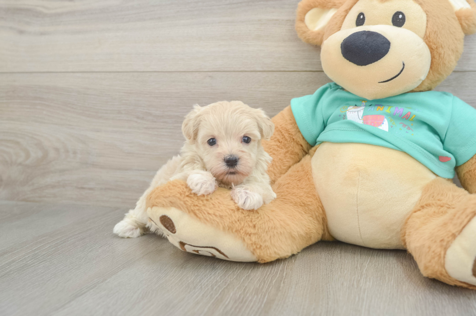6 week old Maltipoo Puppy For Sale - Pilesgrove Pups