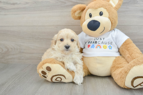 Maltipoo Pup Being Cute