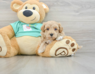 8 week old Maltipoo Puppy For Sale - Pilesgrove Pups