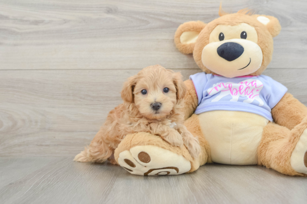 5 week old Maltipoo Puppy For Sale - Pilesgrove Pups