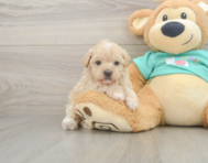 8 week old Maltipoo Puppy For Sale - Pilesgrove Pups