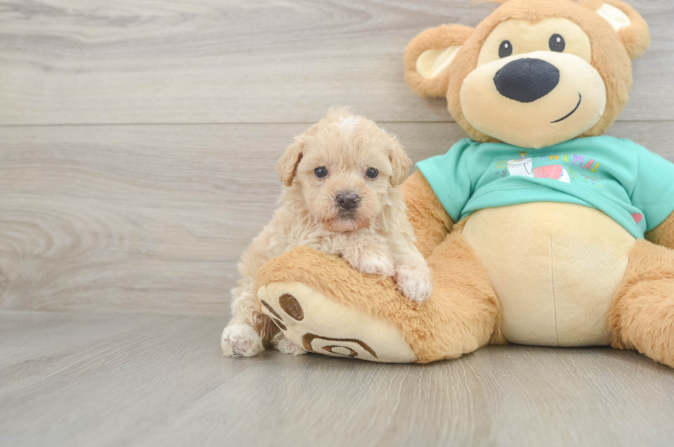 6 week old Maltipoo Puppy For Sale - Pilesgrove Pups