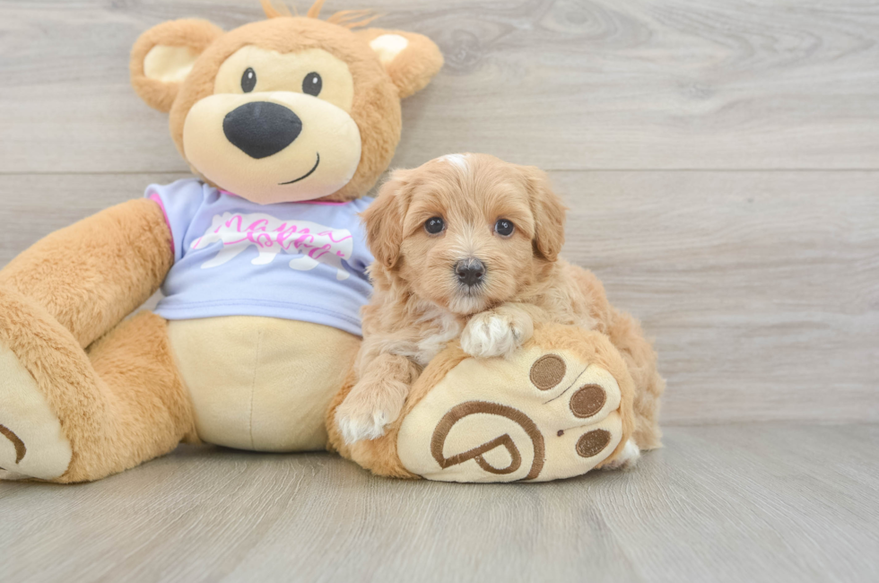 5 week old Maltipoo Puppy For Sale - Pilesgrove Pups