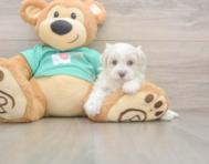 8 week old Maltipoo Puppy For Sale - Pilesgrove Pups