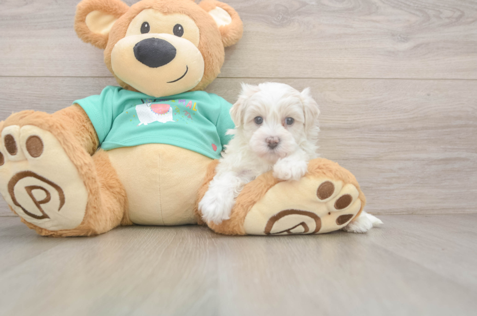 5 week old Maltipoo Puppy For Sale - Pilesgrove Pups