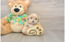 Maltipoo Puppy for Adoption