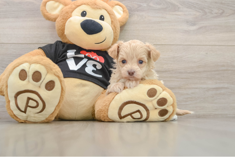 Adorable Malt a Poo Poodle Mix Puppy
