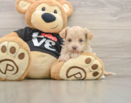 7 week old Maltipoo Puppy For Sale - Pilesgrove Pups