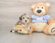 8 week old Maltipoo Puppy For Sale - Pilesgrove Pups
