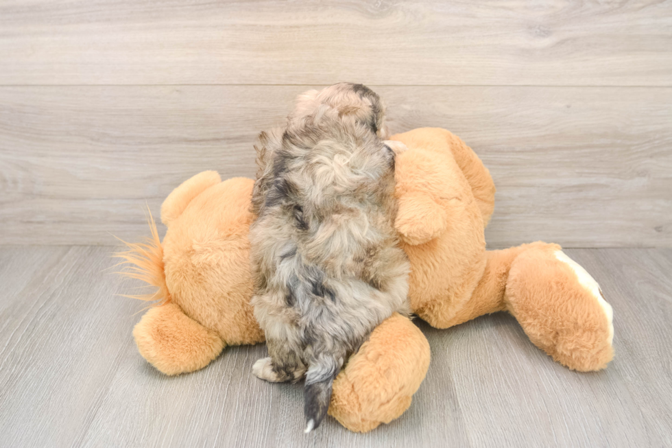 Maltipoo Pup Being Cute