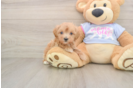Maltipoo Puppy for Adoption