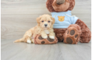 Maltipoo Puppy for Adoption