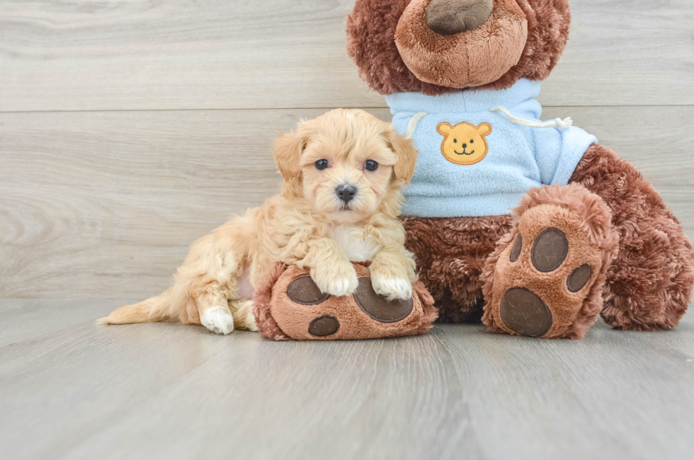 8 week old Maltipoo Puppy For Sale - Pilesgrove Pups