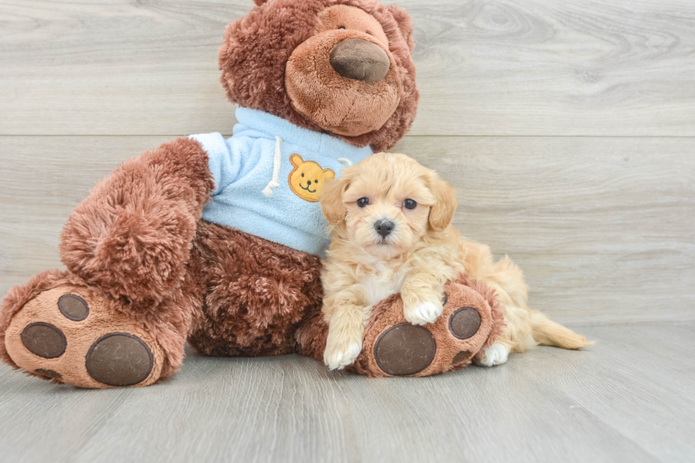 Best Maltipoo Baby