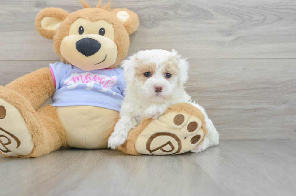 6 week old Maltipoo Puppy For Sale - Pilesgrove Pups