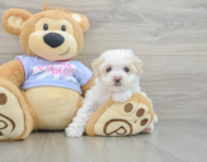 8 week old Maltipoo Puppy For Sale - Pilesgrove Pups