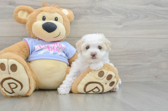Maltipoo Pup Being Cute