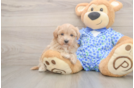 Hypoallergenic Malt Oodle Poodle Mix Puppy