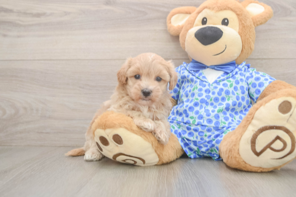 Hypoallergenic Malt Oodle Poodle Mix Puppy
